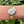 Charger l'image dans la galerie, Rolex Pearlmaster 80318 MOP am Arm