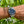 Laden Sie das Bild in den Galerie-Viewer, rolex-sea-dweller-16600-am-arm