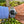 Load image into Gallery viewer, rolex-gmt-master-2-116710-ln-am-arm