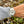 Load image into Gallery viewer, rolex-daytona-116520-am-arm
