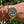 Charger l'image dans la galerie, OMEGA Speedmaster Moonwatch gebraucht in GOLD am Handgelenk