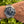 Laden Sie das Bild in den Galerie-Viewer, Grand Seiko Tentagraph SLGC001 am Arm