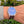 Load image into Gallery viewer, IWC Mark XVIII Exupery am Arm