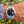 Laden Sie das Bild in den Galerie-Viewer, Rolex GMT Batman neu am Arm