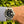 Laden Sie das Bild in den Galerie-Viewer, Rolex Submarnier Date 16610 am Arm