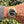 Laden Sie das Bild in den Galerie-Viewer, gebrauchte Rolex Submariner Gold am Arm