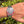 Load image into Gallery viewer, tudor black bay gmt 79830rb am Arm