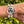 Charger l'image dans la galerie, Cartier must 31 chronosaph 2424 am Arm
