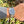 Load image into Gallery viewer, rolex-milgauss-116400-am-arm