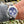 Load image into Gallery viewer, Foto der Uhr Bulgari Diagono Automatik Chronographam Handgelenk eines Mannes