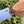 Laden Sie das Bild in den Galerie-Viewer, Tudor 79230 R Black Bay am Arm 
