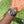 Load image into Gallery viewer, Rolex Daytona Rotgold 116505 am Arm 1 

