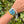 Laden Sie das Bild in den Galerie-Viewer, Rolex Milgauss blau 116400 GV am Arm 
