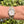 Laden Sie das Bild in den Galerie-Viewer, Rolex Lady Datejust 79163 am Arm
