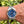 Load image into Gallery viewer, Relex Sky Dweller blue 326934 am Arm
